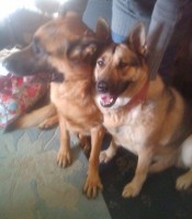 Kaiser and Sheba-Leics