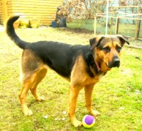 Chloe-Surrey