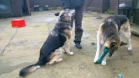 Wispa & Mia - North Lincs