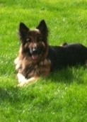 Cody - Herts