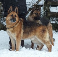 Tess & Tarw - Bridgend