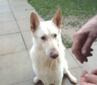 Jake - Oxon