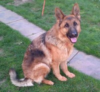 Pippa - North Yorkshire