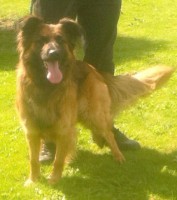 K9 - West Yorkshire
