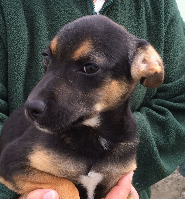 Alvin gsd puppy needs a new mummy and daddy