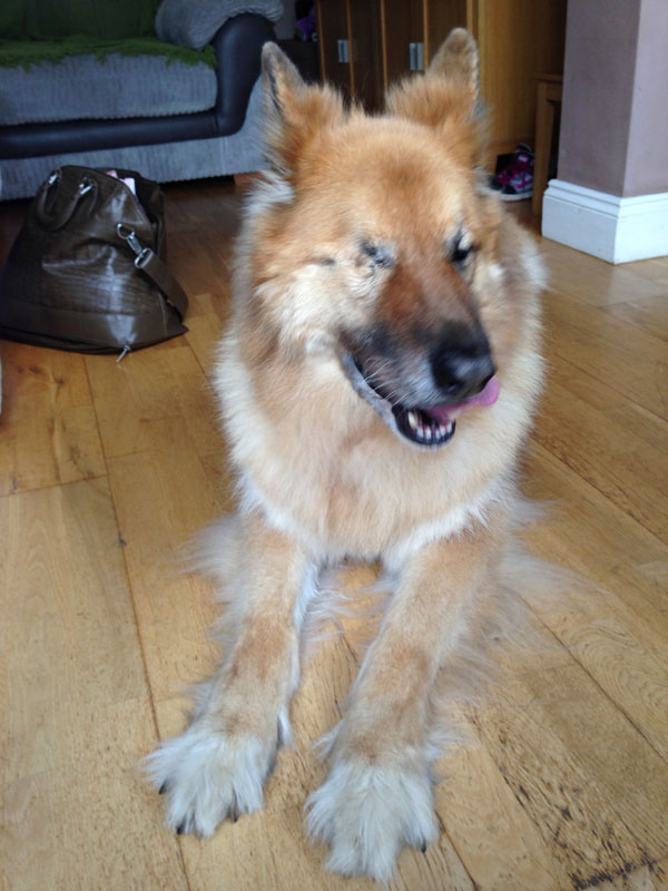 gsd with huge fluffy feet