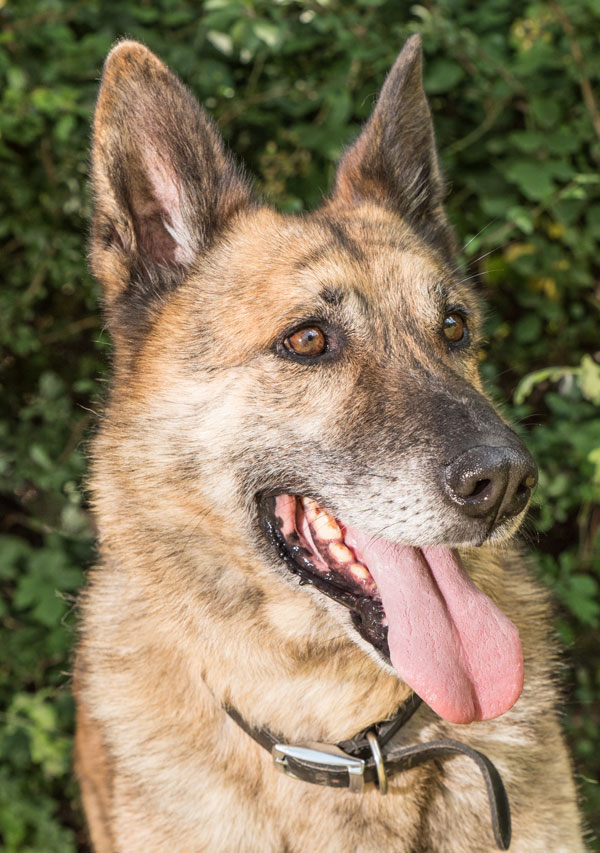Benji the german shepherd is such a handsome boy with beautiful markings