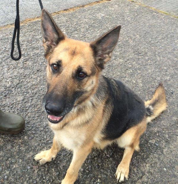 cassie the rescue GSD in kennels over a year through no fault of ther own