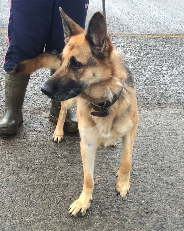 please can you give cassie the gsd a home