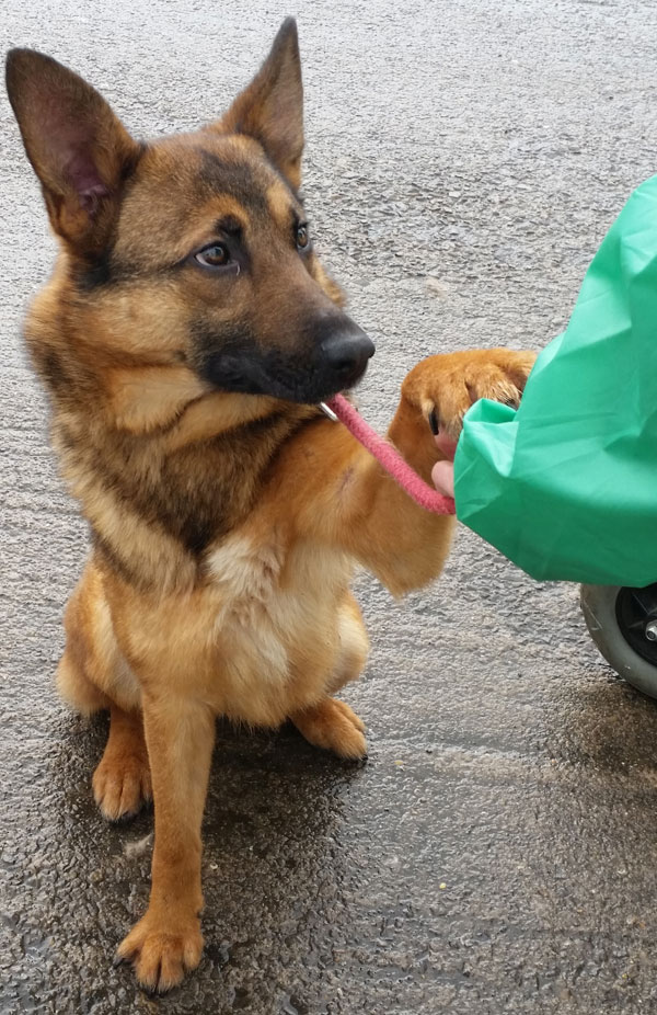 Cerys the young gsd giving her paw, look at those sad eyes