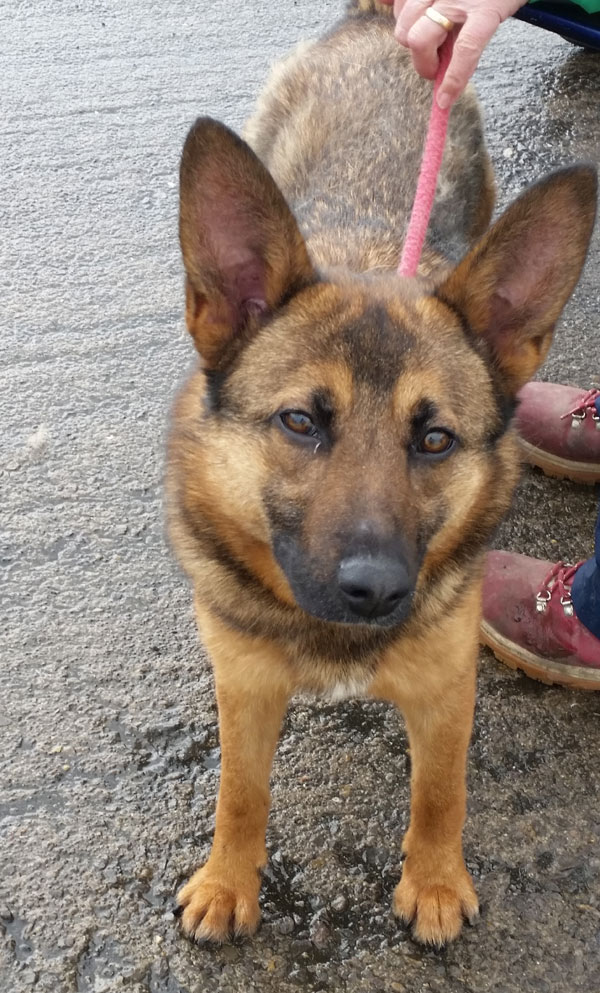 cerys the gsd says I don't like being in kennels, I want a home of my own