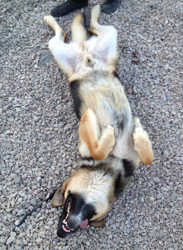 chenko the gsd enjoying rolling on his back