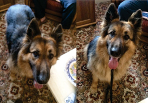 chloe the semi coated gsd is such a pretty dog