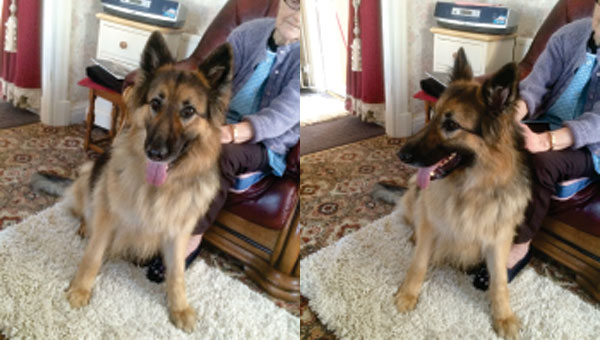 is chloe the right gsd for your family