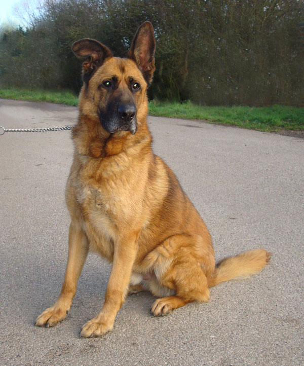 Big boy Scooby, stunning handsome dog in kennels half his life