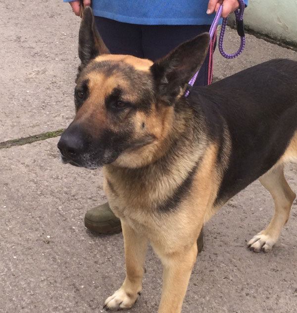 Danno needs some help and guidance as he has been kept chained all his life