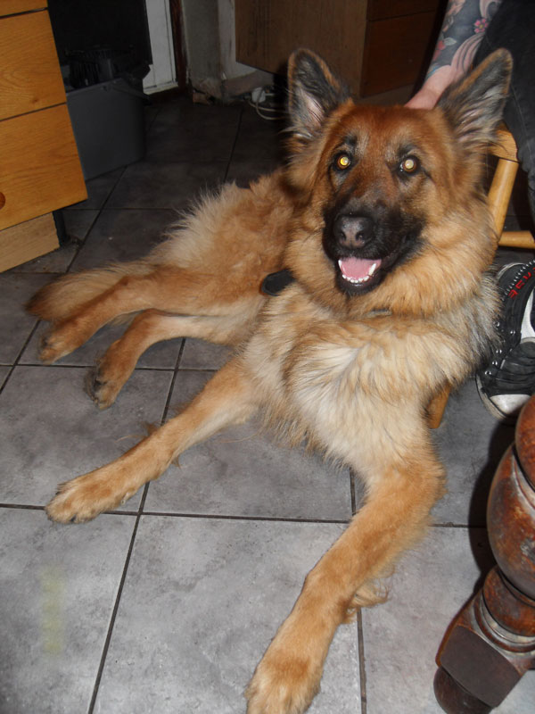 duchess the gsd will make a wonderful companion for the right owner