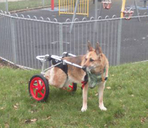 Sadie the GSD loves her wheels