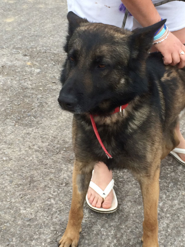 foo a gorgeous german shepherd looking for a nerw home