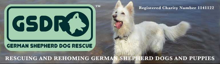 German Shepherd Rescue