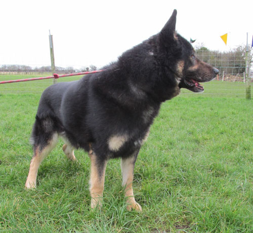 gsd that has been in kennels far to long