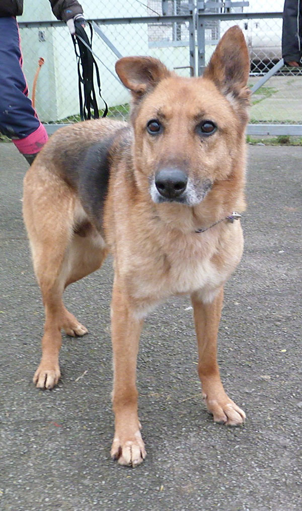 Hhera is a beautiful older german shepherd looking for a home