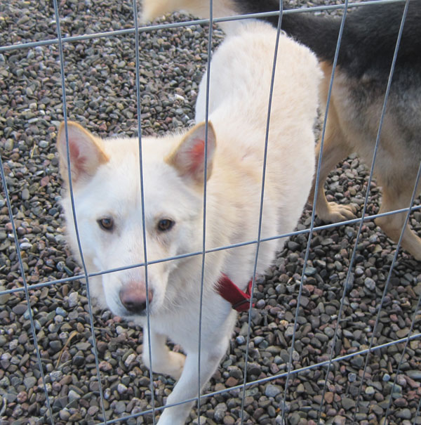 ice husky gsd cross who was very shy at first