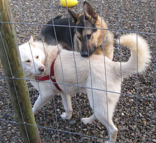 Ice and his new buddy gsd Danny