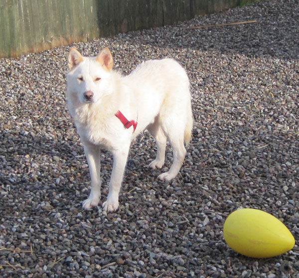 ice beautiful white gsd husky cross