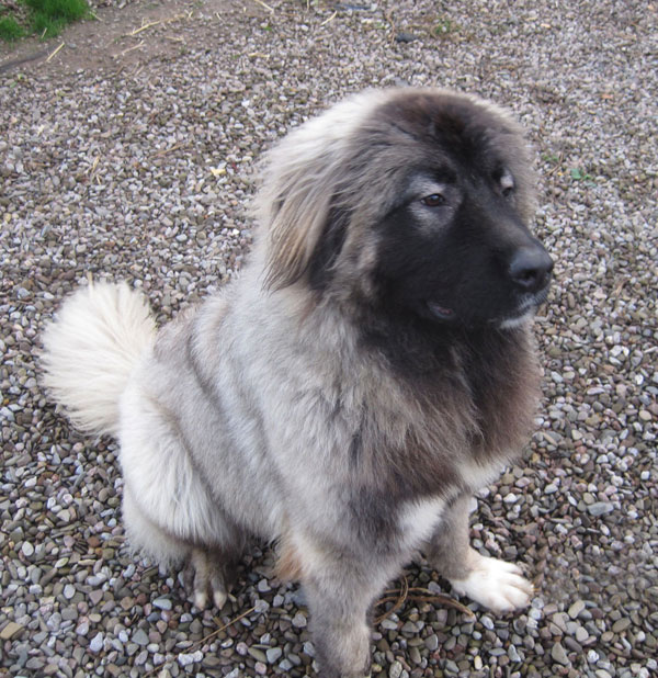 Bertha Caucasian Shepherd