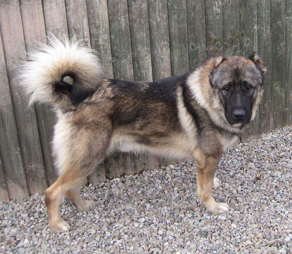 caucasian shepherd cross