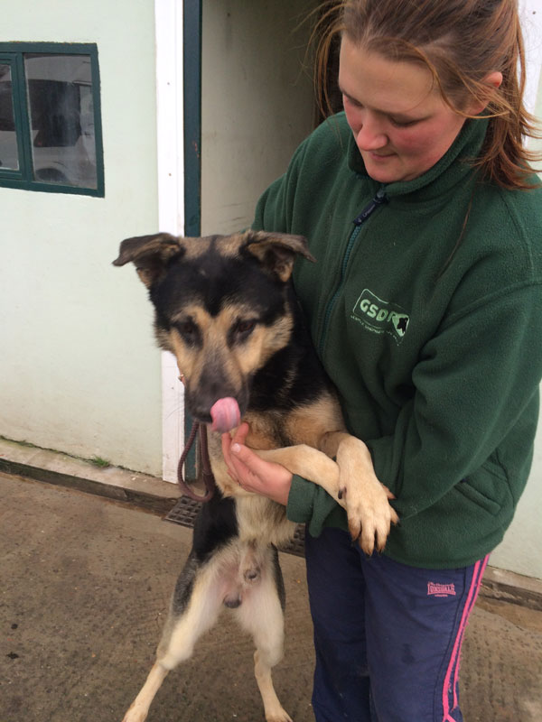 Jack the gsd enjoying a cuddle at the kennels