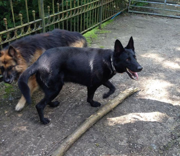 jet the black gsd with his friend wo is also a gsd