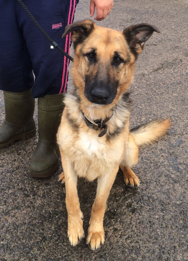 juno gsd in kennels a year, unwanted and unloved