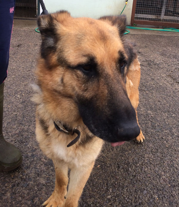 juno gsd does not want to be in kennels