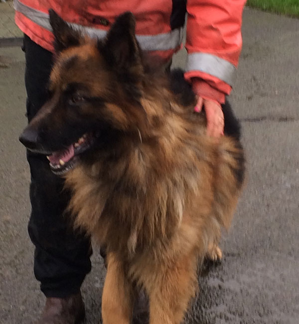 kas the german shepherd handed in to rescue after his owner died