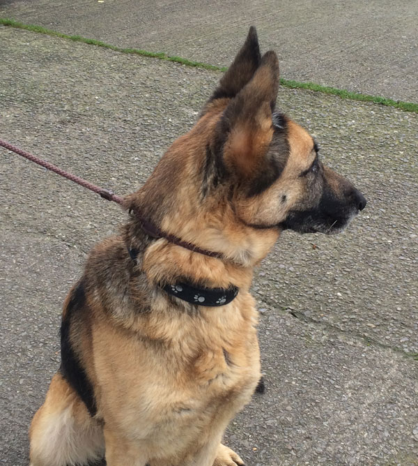 Kelsey the gsd is distressed at being returned to kennels