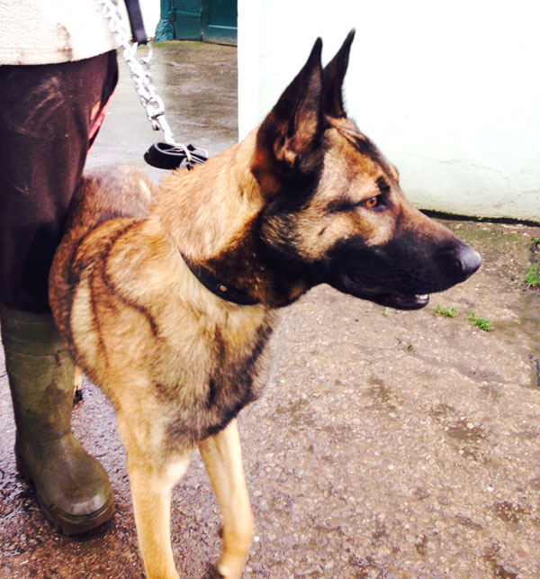 khan 1 year old gsd pup in rescue kennels