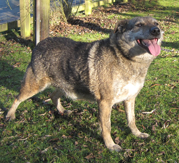 lovely lemmy terrier type dog