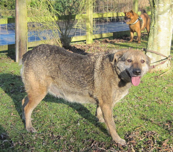 Lemmy terrier type dog with her best mate Ginger Ninja the chow chow behind her