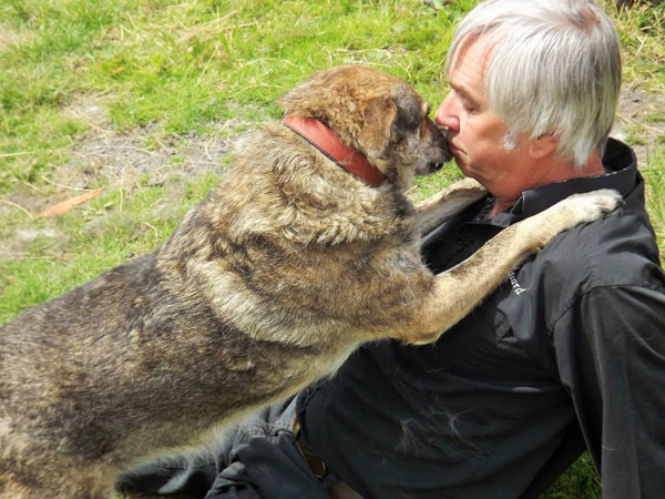 lemmy the gsd cross with her foster dad