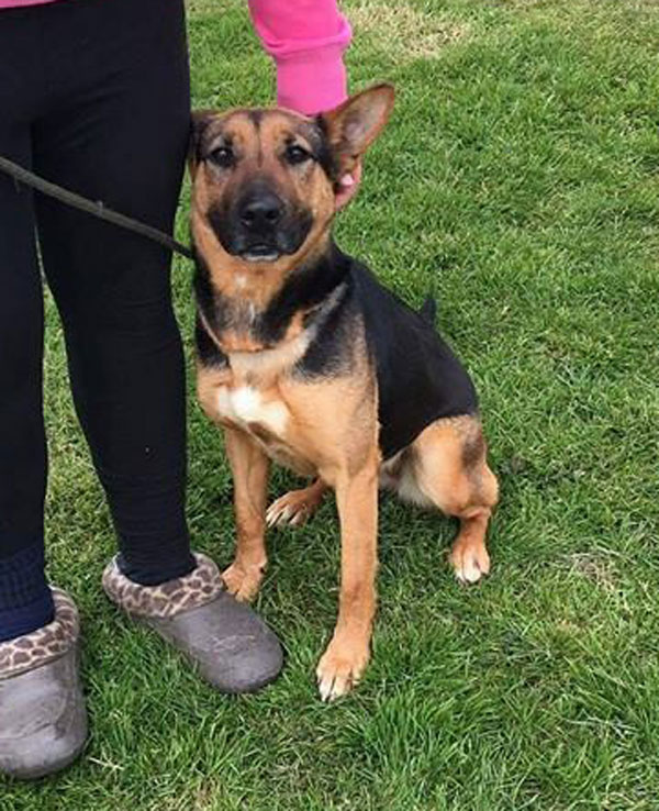 Lucy the gsd cross is such a beautiful kind girl