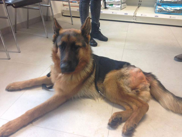 Marco the gsd just before he had his surgery for perthes disease