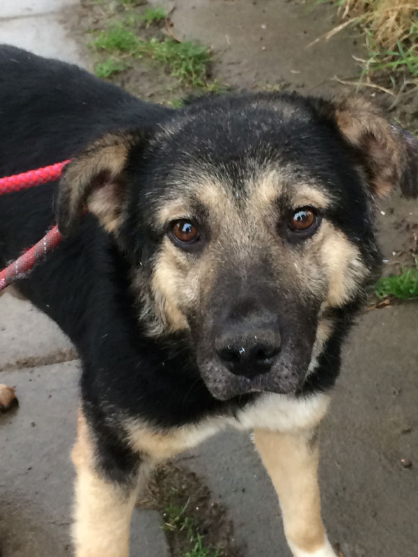 Marvin the gsd has beautiful eyes but they are sad eyes at the moment
