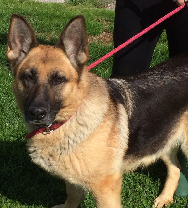 may a lovely mature GSD of 8 years old