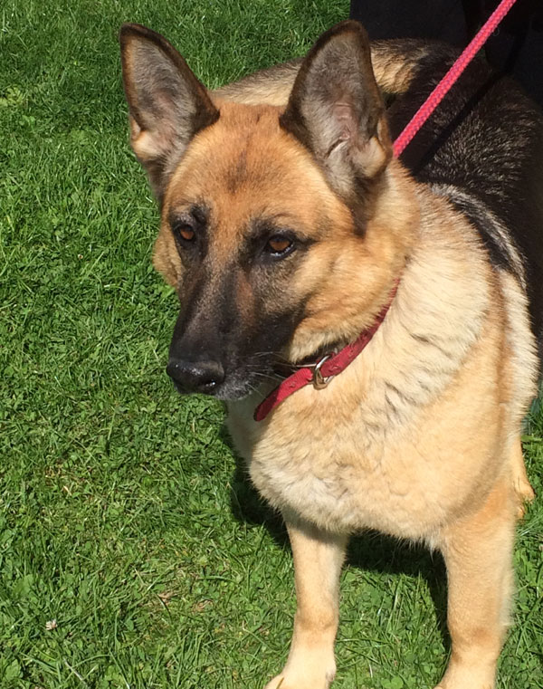 Sweet May a lovely older gsd female