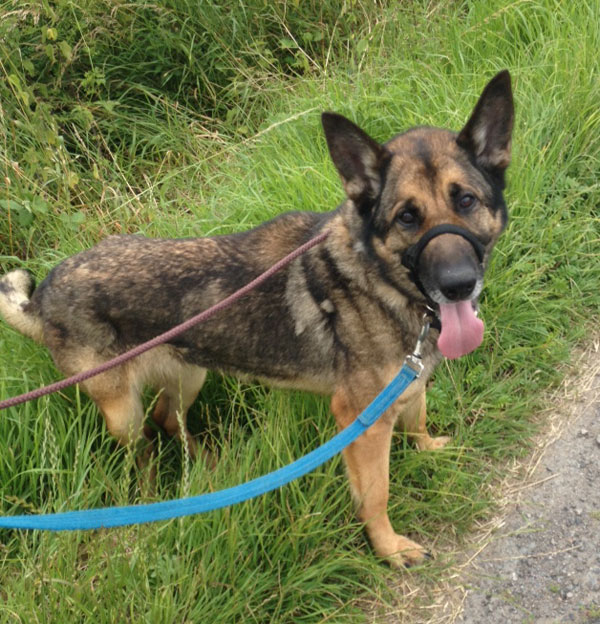 molly beautiful sable coated gsd in kennels over a year