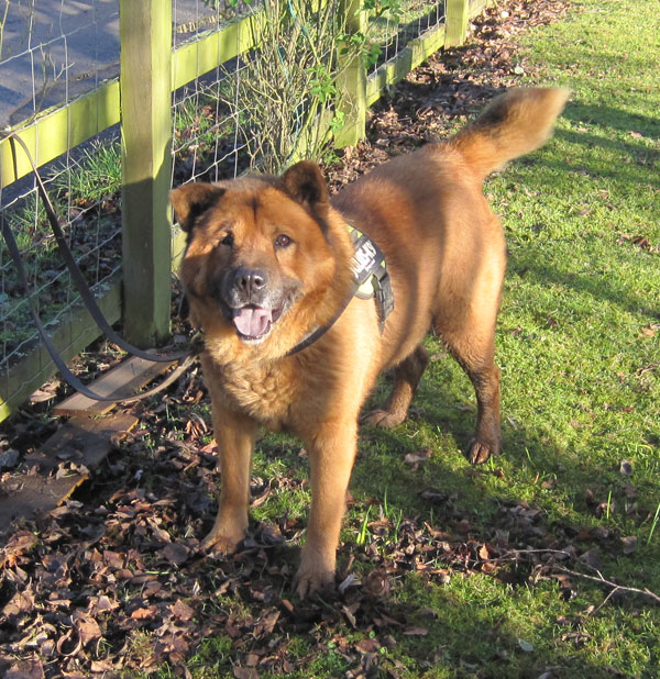Can you offer our Ginger Ninja the chow chow his forever home?