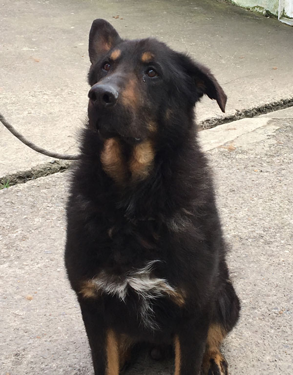 gentle giant robson the german shepherd looking for a new home