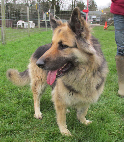 roxy the gsd having a look around